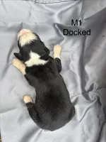 Male 1 , a male Australian Shepherd and Bernese Mountain Dog for sale in Bluefield, VA – 2 of 2