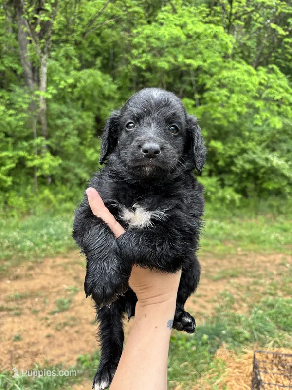 Green – Bernedoodle puppy for sale in Bluefield, VA