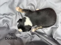 Male 2, a male Australian Shepherd and Bernese Mountain Dog for sale in Bluefield, VA – 2 of 2