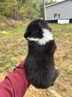 Female 1, a male Australian Shepherd and Bernese Mountain Dog for sale in Bluefield, VA – 2 of 4