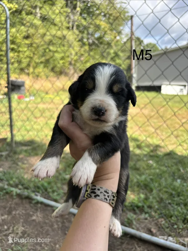 Male 5 – Australian Shepherd, Bernese Mountain Dog puppy for sale in Bluefield, VA