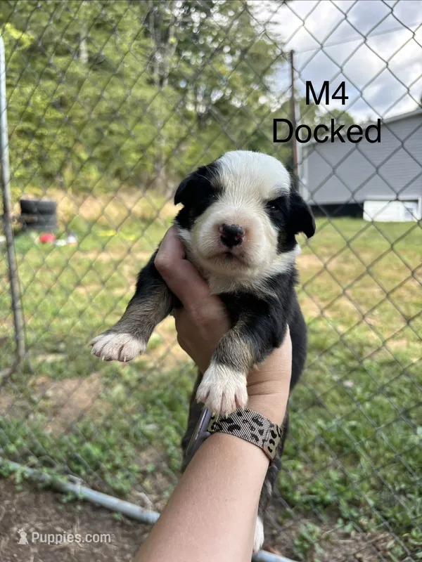Male 4 – Australian Shepherd, Bernese Mountain Dog puppy for sale in Bluefield, VA