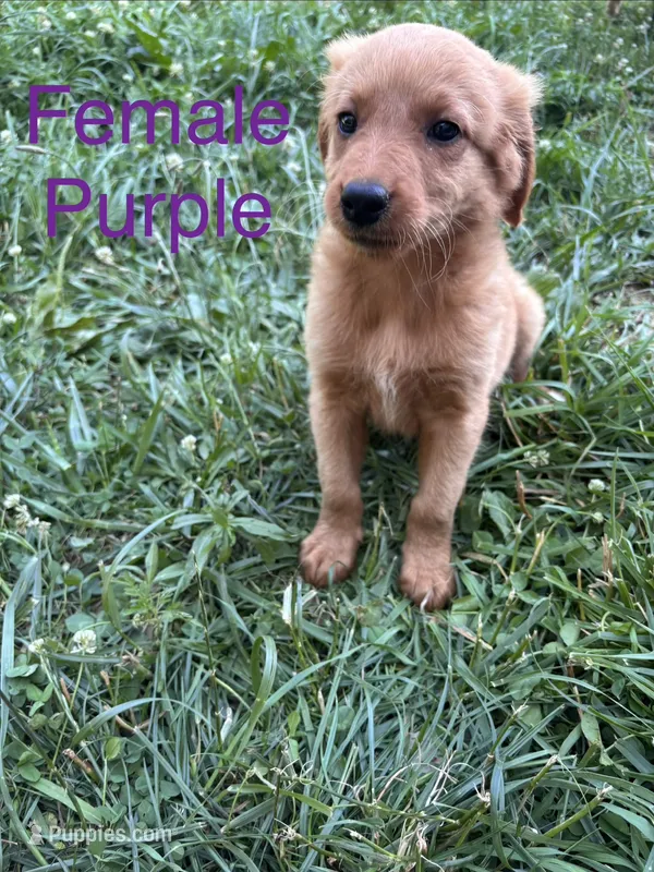 Purple – Bernedoodle puppy for sale in Bluefield, VA