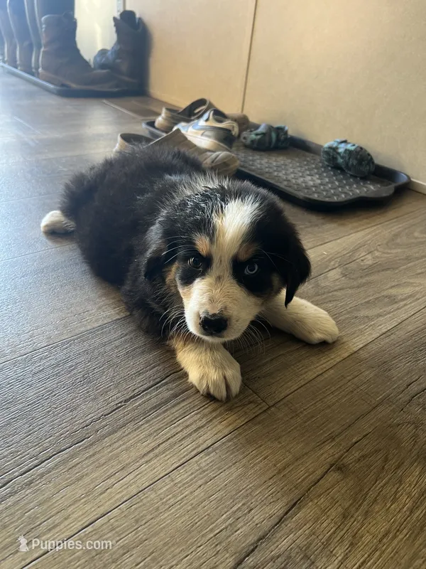 Male 7 – Australian Shepherd, Bernese Mountain Dog puppy for sale in Bluefield, VA