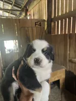 Female 4, a female Bernese Mountain Dog for sale in Bluefield, VA – 1 of 7