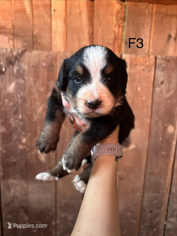 Female 3 – Bernese Mountain Dog puppy for sale in Bluefield, VA
