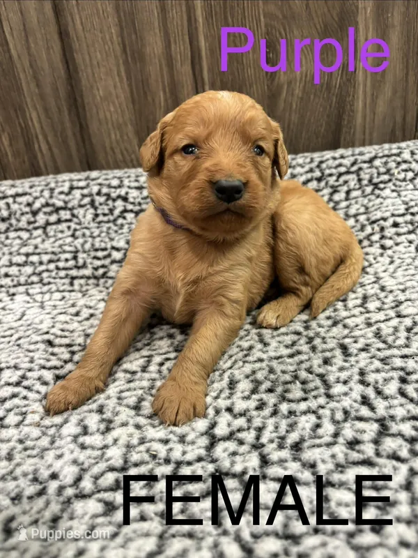 Purple – Bernedoodle puppy for sale in Bluefield, VA
