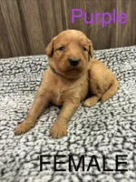 Purple, a female Bernedoodle for sale in Bluefield, VA – 1 of 2