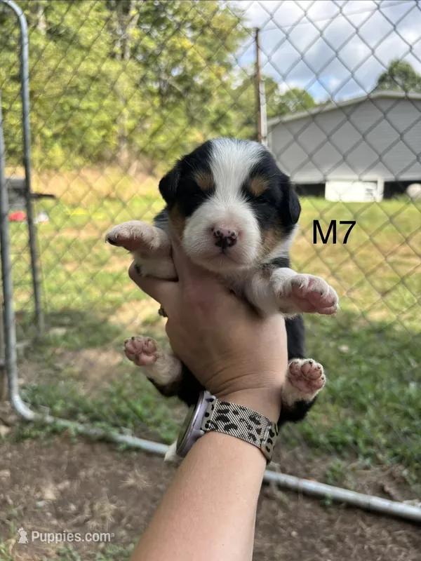 Male 7 – Australian Shepherd, Bernese Mountain Dog puppy for sale in Bluefield, VA