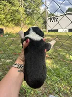 Male 7, a male Australian Shepherd and Bernese Mountain Dog for sale in Bluefield, VA – 2 of 2