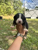 Female 1, a male Australian Shepherd and Bernese Mountain Dog for sale in Bluefield, VA – 1 of 2