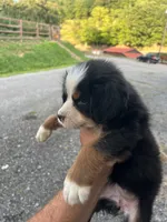 Runt, a female Bernese Mountain Dog for sale in Bluefield, VA – 4 of 4