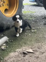 Female 4, a female Bernese Mountain Dog for sale in Bluefield, VA – 6 of 7