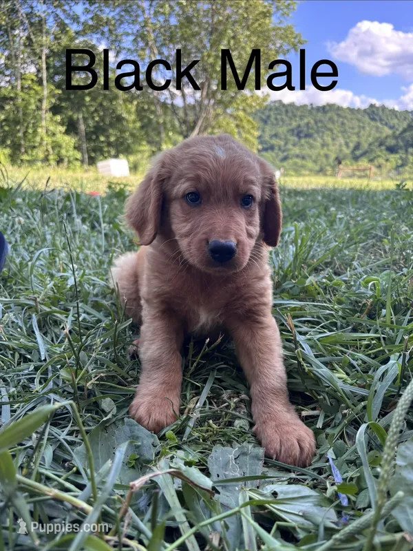 Black – Bernedoodle puppy for sale in Bluefield, VA