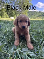 Black, a male Bernedoodle for sale in Bluefield, VA – 1 of 2