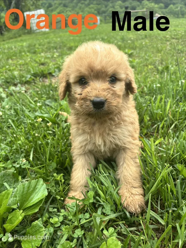 Orange – Bernedoodle puppy for sale in Bluefield, VA