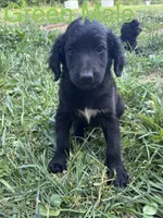 Green, a male Bernedoodle for sale in Bluefield, VA – 1 of 2