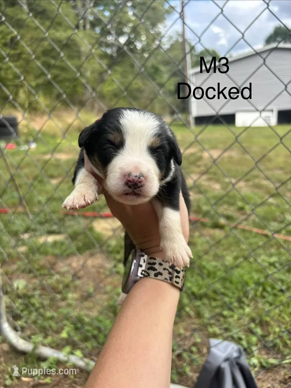 Male 3 – Australian Shepherd, Bernese Mountain Dog puppy for sale in Bluefield, VA