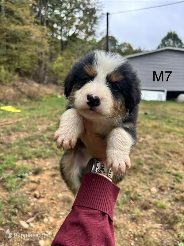 Male 7 – Australian Shepherd, Bernese Mountain Dog puppy for sale in Bluefield, VA