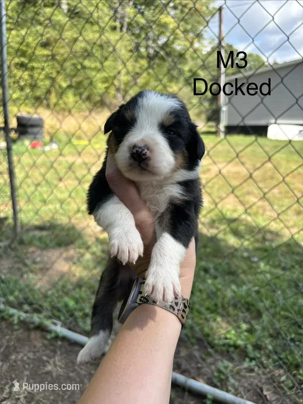 Male 3 – Australian Shepherd, Bernese Mountain Dog puppy for sale in Bluefield, VA