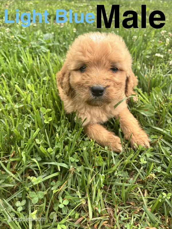 Light blue – Bernedoodle puppy for sale in Bluefield, VA