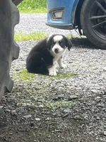 Female 4, a female Bernese Mountain Dog for sale in Bluefield, VA – 5 of 7