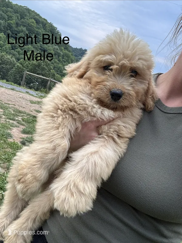 Light blue – Bernedoodle puppy for sale in Bluefield, VA