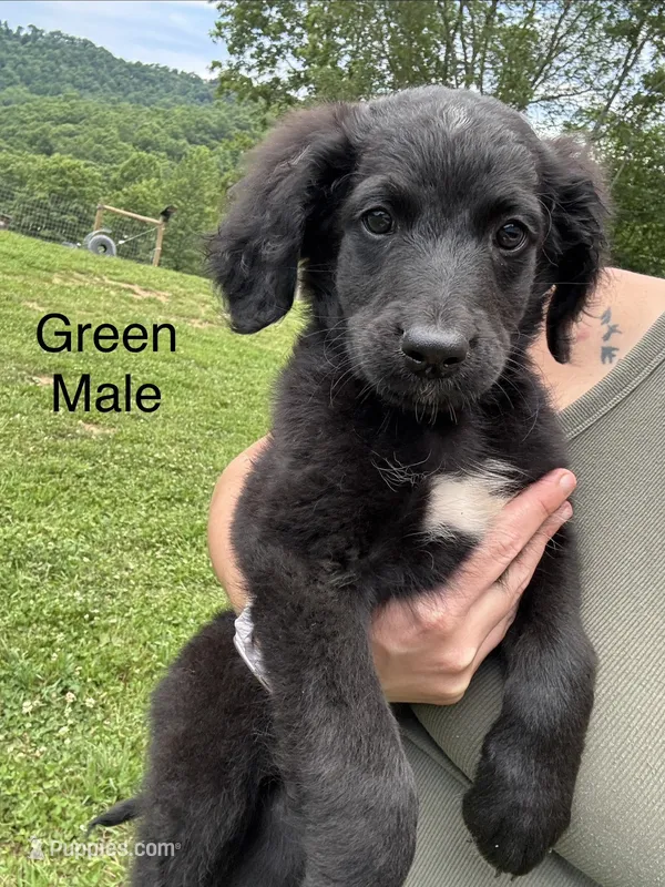 Green – Bernedoodle puppy for sale in Bluefield, VA