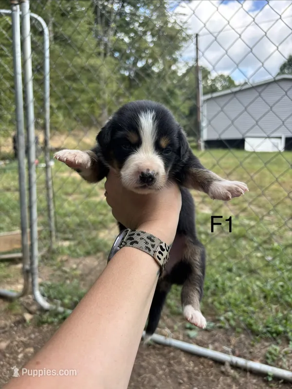 Female 1 – Australian Shepherd, Bernese Mountain Dog puppy for sale in Bluefield, VA