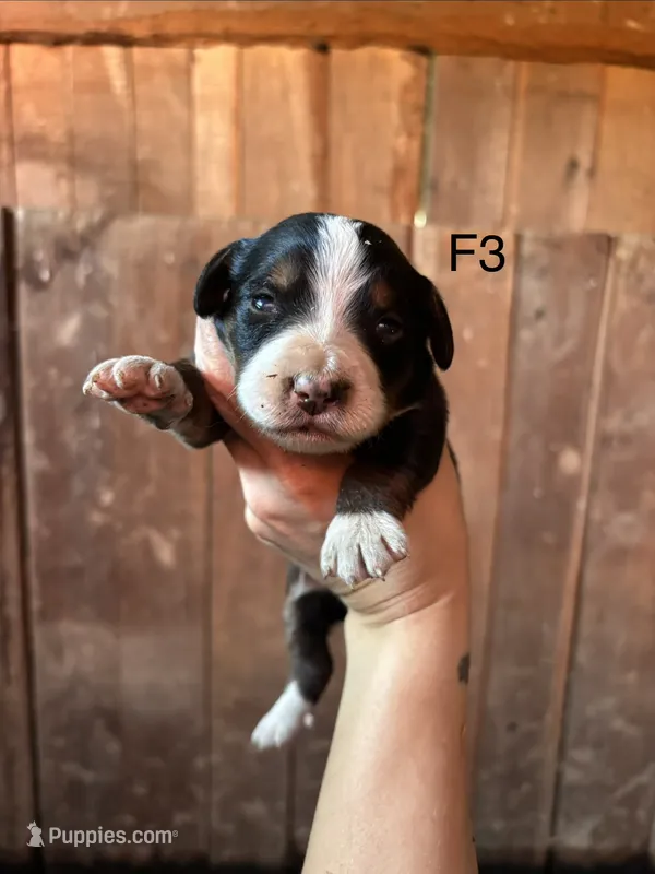 Female 3 – Bernese Mountain Dog puppy for sale in Bluefield, VA