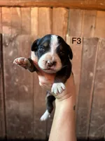 Female 3, a female Bernese Mountain Dog for sale in Bluefield, VA – 1 of 2