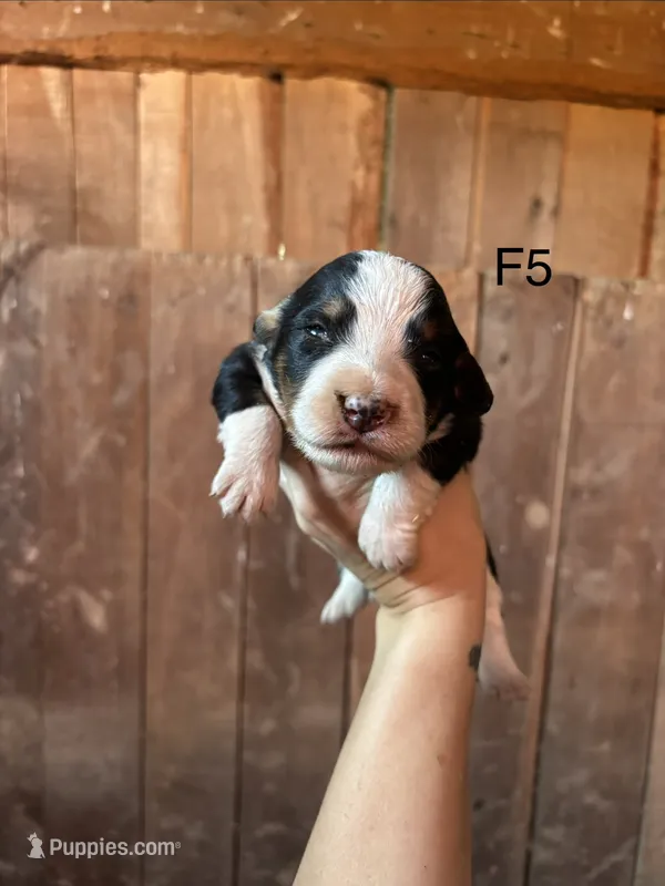 Female 5 – Bernese Mountain Dog puppy for sale in Bluefield, VA
