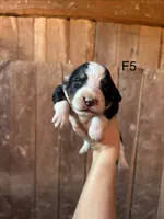 Female 5, a female Bernese Mountain Dog for sale in Bluefield, VA – 1 of 2