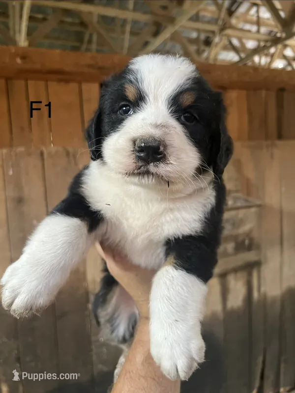 Female 1 – Bernese Mountain Dog puppy for sale in Bluefield, VA