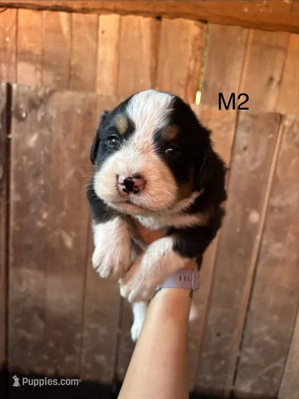 Male 2 – Bernese Mountain Dog puppy for sale in Bluefield, VA