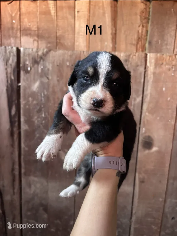 Male 1 – Bernese Mountain Dog puppy for sale in Bluefield, VA