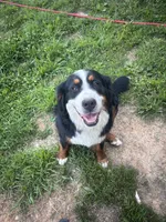 Female 1, a female Bernese Mountain Dog for sale in Bluefield, VA – 4 of 4