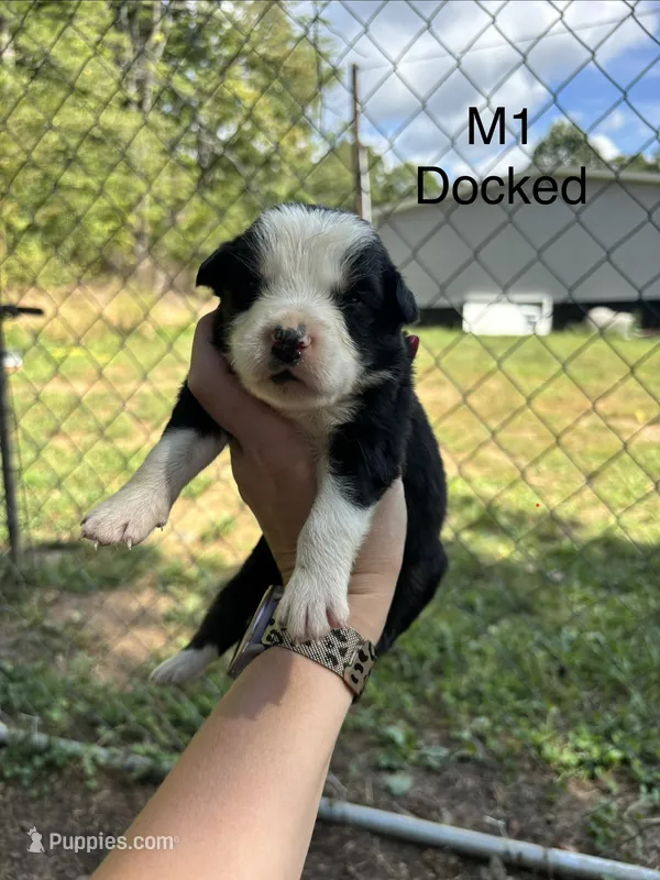 Male 1  – Australian Shepherd, Bernese Mountain Dog puppy for sale in Bluefield, VA