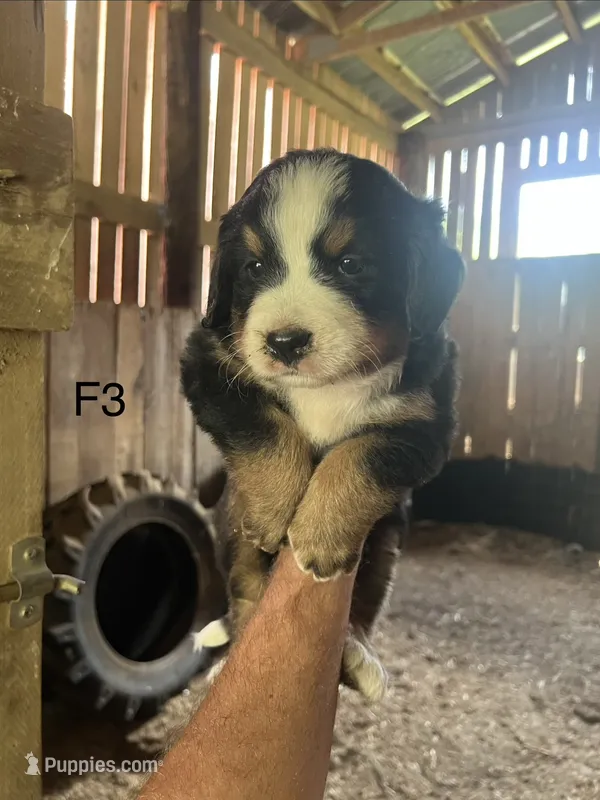 Female 3 – Bernese Mountain Dog puppy for sale in Bluefield, VA