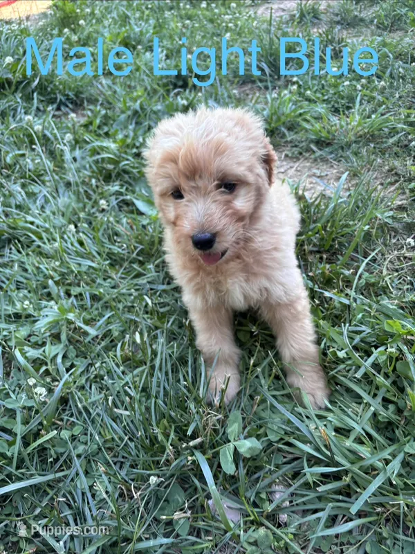 Light blue – Bernedoodle puppy for sale in Bluefield, VA