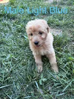 Light blue, a male Bernedoodle for sale in Bluefield, VA – 1 of 2