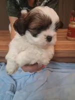 Akc Ralph 🐶, a male Shih Tzu for sale in Bullhead City, AZ – 2 of 2