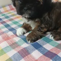 Coco , a male Shih Tzu for sale in Payson, AZ – Photo 1 of 2