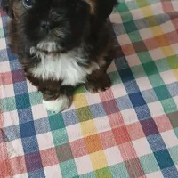 Coco , a male Shih Tzu for sale in Payson, AZ – Photo 2 of 2