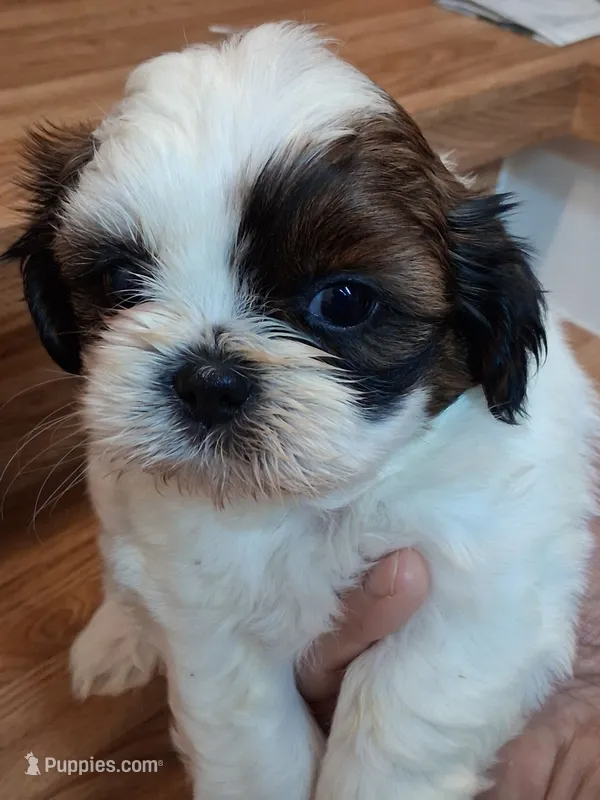 Akc Rosie ❤️ – Shih Tzu puppy for sale in Bullhead City, AZ