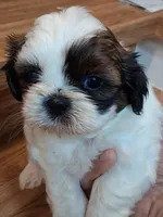 Akc Rosie ❤️, a female Shih Tzu for sale in Bullhead City, AZ – 1 of 2