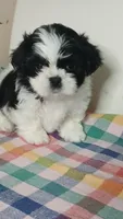 Glamorous 🥰, a female Shih Tzu for sale in Payson, AZ – Photo 1 of 2