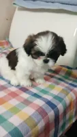 Roxy 🥰, a female Shih Tzu for sale in Payson, AZ – Photo 2 of 2