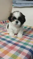 Roxy 🥰, a female Shih Tzu for sale in Payson, AZ – Photo 1 of 2