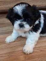 Akc Remi 🥰, a female Shih Tzu for sale in Bullhead City, AZ – 2 of 2